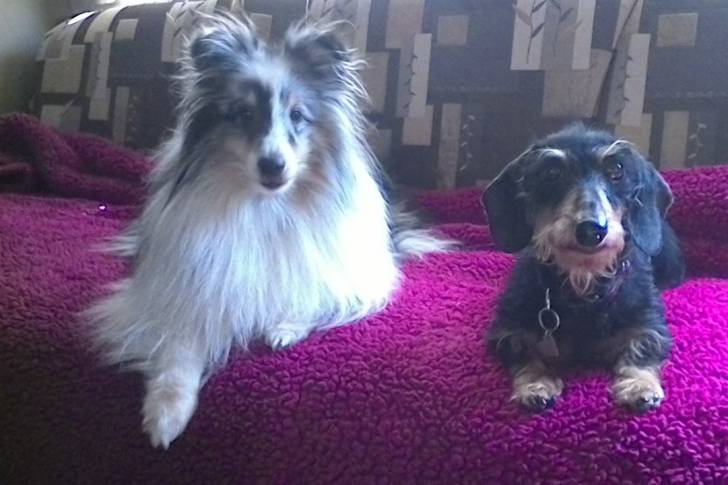 Spring and dixie - Berger des Shetland Mâle (5 mois)