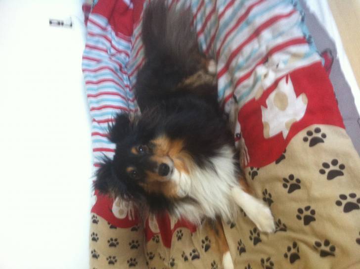 Guibs - Berger des Shetland Mâle (5 ans)