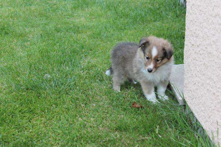 Lazare - Berger des Shetland Mâle (1 mois)