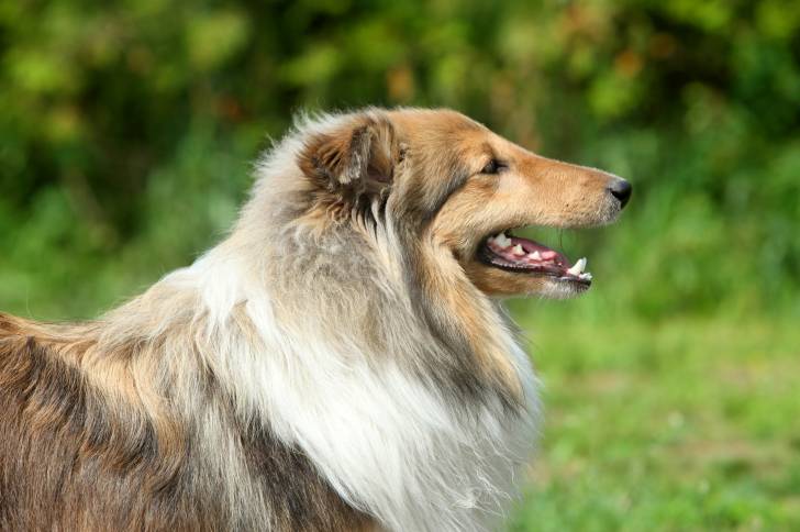 Photo Berger des Shetland