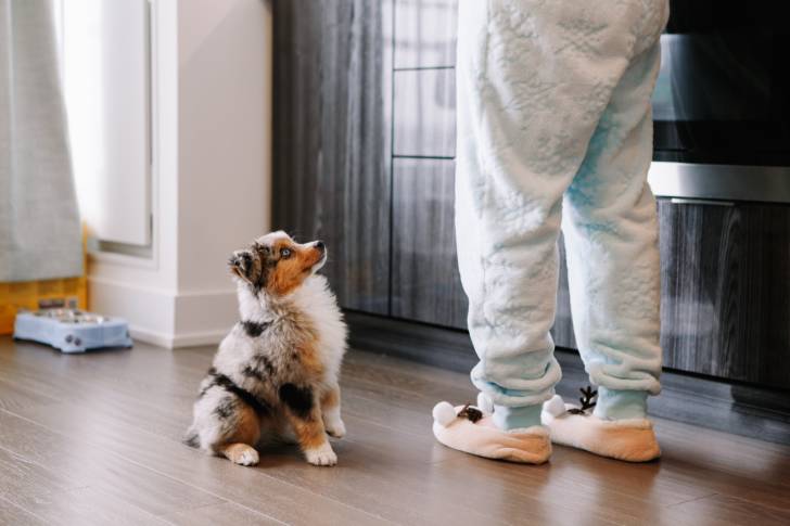 Un maître en train d'éduquer un chiot Berger des Shetland 