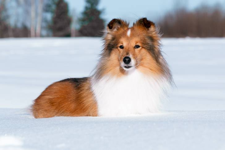 Un beau Shetland allongé dans la neige
