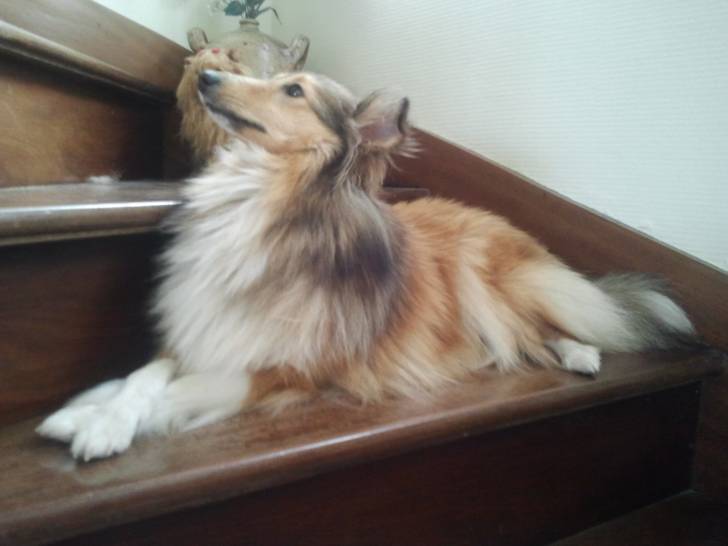 Eden - Berger des Shetland (2 ans)