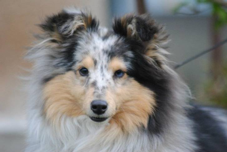 Koda - Berger des Shetland Mâle (8 mois)
