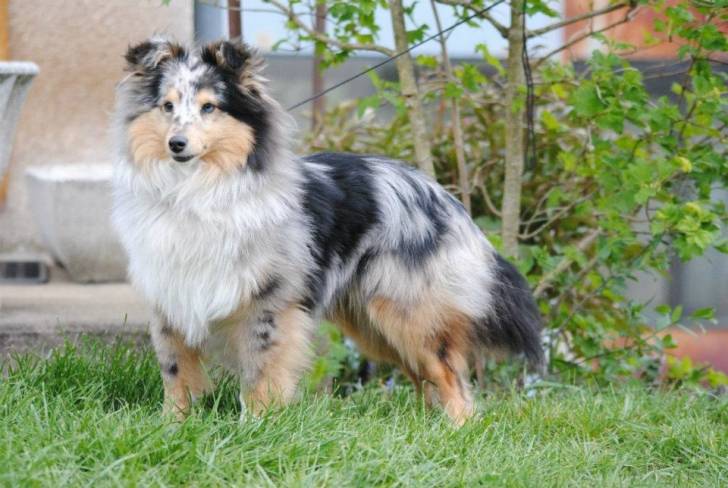 Koda - Berger des Shetland Mâle (8 mois)