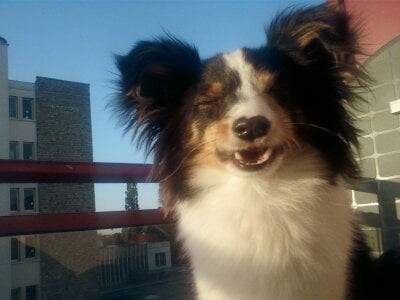 fidjie - Berger des Shetland (2 ans)