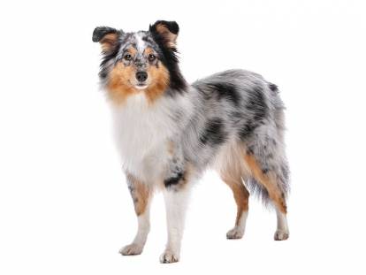 Un Berger des Shetland sur fond blanc