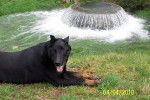 pinky - Beauceron (Autre)
