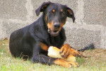 Beauceron - Byron - Beauceron