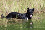 Berger de Beauce - Texas - Beauceron