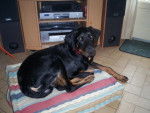 alfa beauceron - Beauceron
