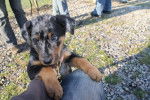 For you, Beauceron arlequin - Beauceron
