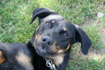 Eyra Beauceron de bientot 19 mois - Beauceron (1 an et 7 mois)