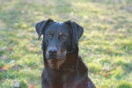 Amox du Haut Marais - Beauceron