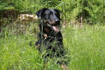 Amox du Haut Marais - Beauceron