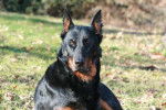 Toumaï du Mûrier de Sordeille - Beauceron