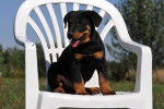 Un chiot Beauceron assis sur une chaise en plastique blanche 