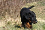 CESAR DES GARDIENS AUX COEURS TENDRES - Beauceron