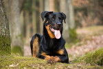 Un Beauceron allong&eacute; dans l'herbe dans une for&ecirc;t