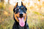 Un Beauceron vu de face