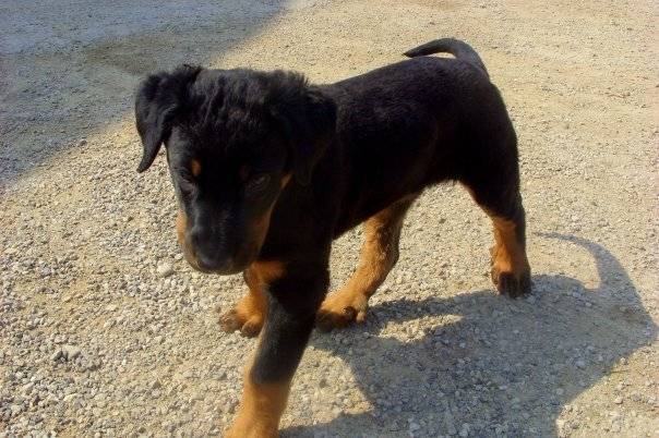 Egus - Beauceron Mâle (8 mois)