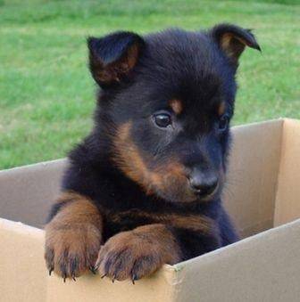 jojo - Beauceron Mâle (5 mois)