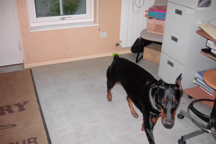 tara - Beauceron (7 ans)