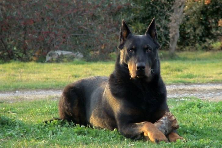 zeus - Beauceron Mâle (2 ans)
