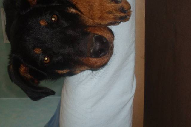 Dixy - Beauceron (7 mois)