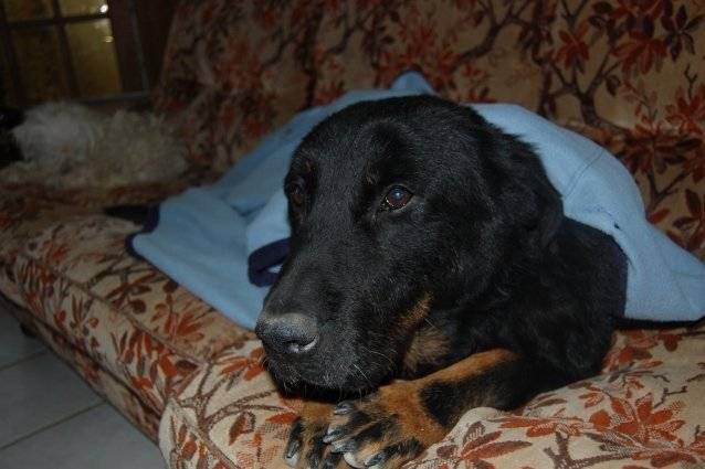 roldane - Beauceron (10 ans)