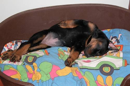 Depuis les montagnes des Alpes. - Beauceron (5 mois)