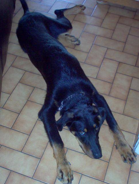 Beauceron - Byron - Beauceron