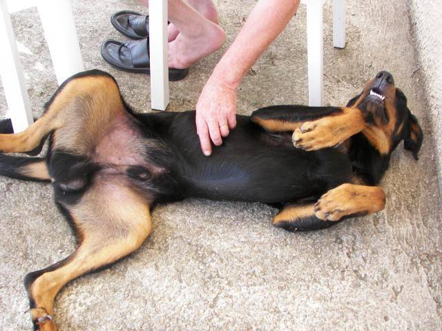 Beauceron - Byron - Beauceron