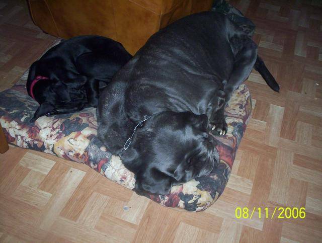 opium croisé doberman et beauceron et shiva que vous connaissez! - Beauceron