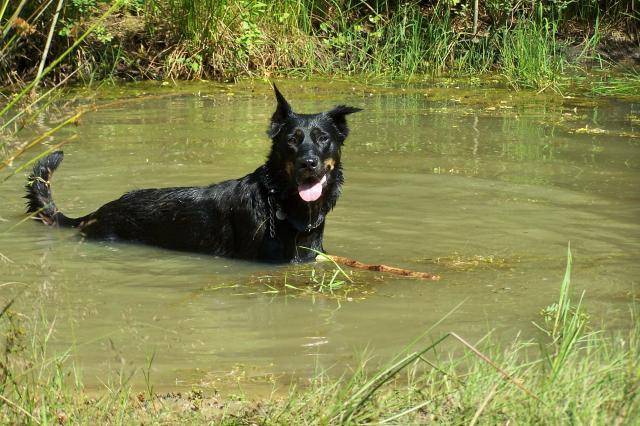 Berger de Beauce - Texas - Beauceron