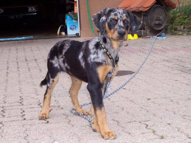 PLUME A 4 MOIS PETITE BEAUCERON GOLDEN - Beauceron (4 mois)