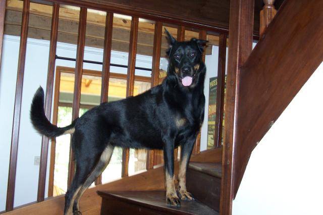 Texas - Beauceron - Beauceron