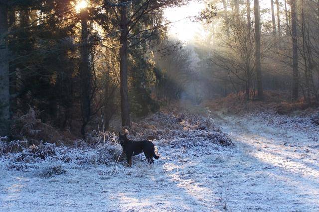 Texas - Berger de Beauce - Beauceron