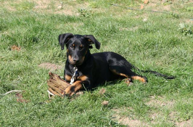 Eyra beauceronne - Beauceron