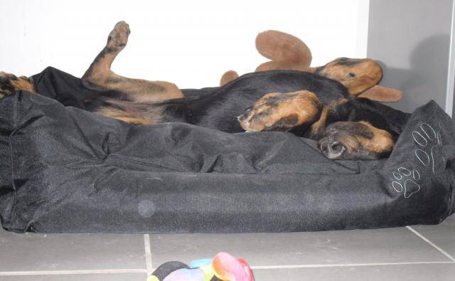 Eyra beauceronne - Beauceron