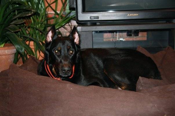 Milk, Beauceron - Beauceron
