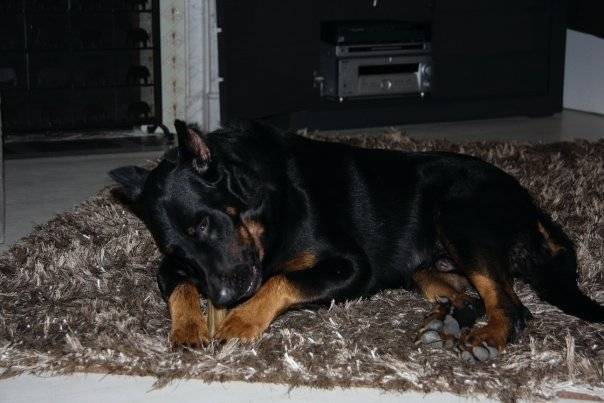 Milk, beauceron - Beauceron