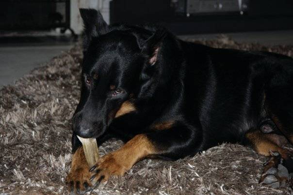 Milk, beauceron - Beauceron