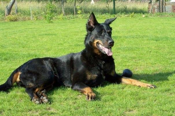 Texas - Beauceronne - Beauceron