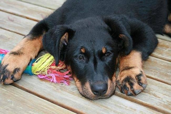 Un Beauceron allongé sur un sol en bois 
