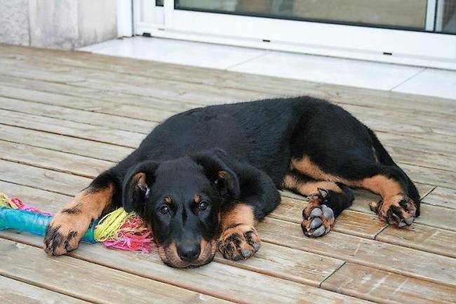 Damas du Domaine du Bois de Chartres - Beauceron