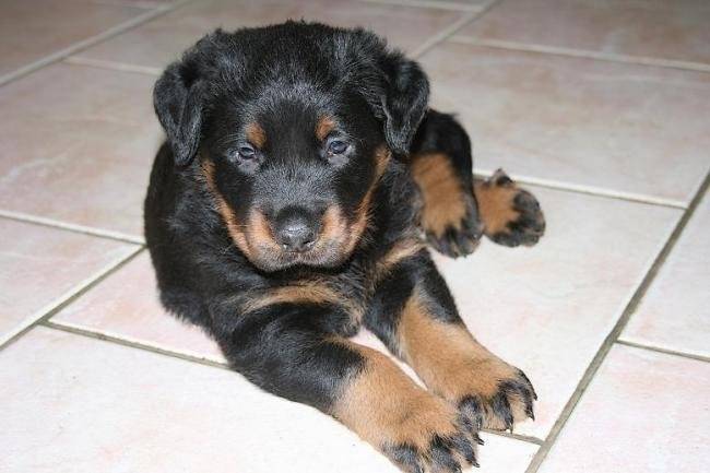 Un chiot Beauceron allongé sur un sol en carrelage