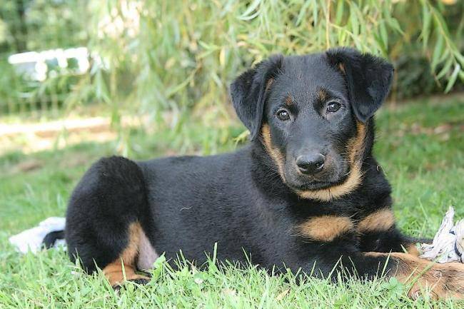 Doumaî du Domaine du Bois de Chartres - Beauceron
