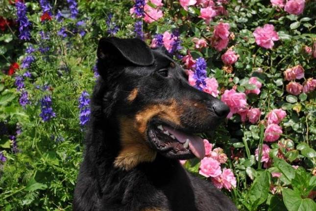Bise beauceronne de 18 mois - Beauceron (1 an et demi)