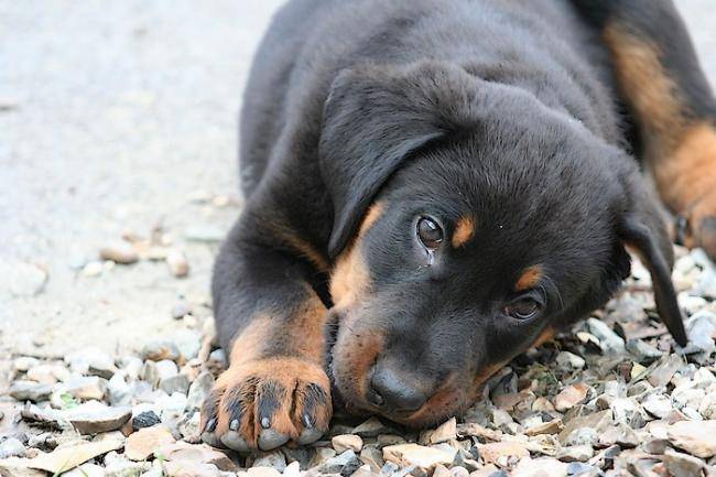 Un Beauceron allongé au bord de l'eau